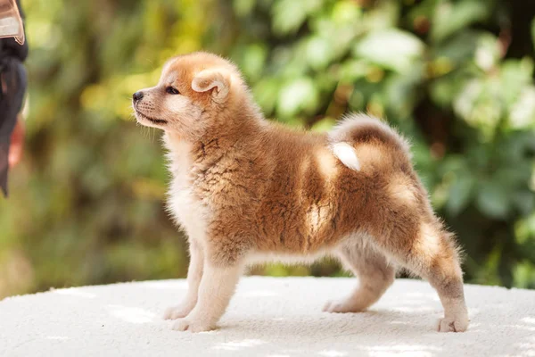 Akita iny puppy — Stock Fotó