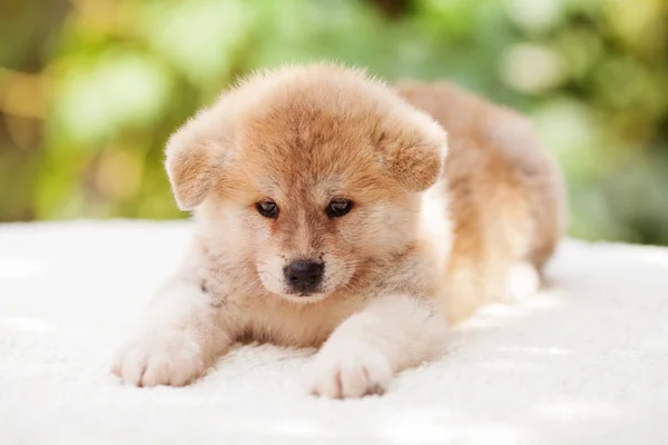 Akita iny puppy — Zdjęcie stockowe