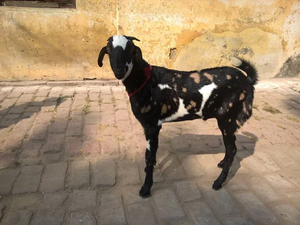 Koza w święte Varanasi, Indie — Zdjęcie stockowe