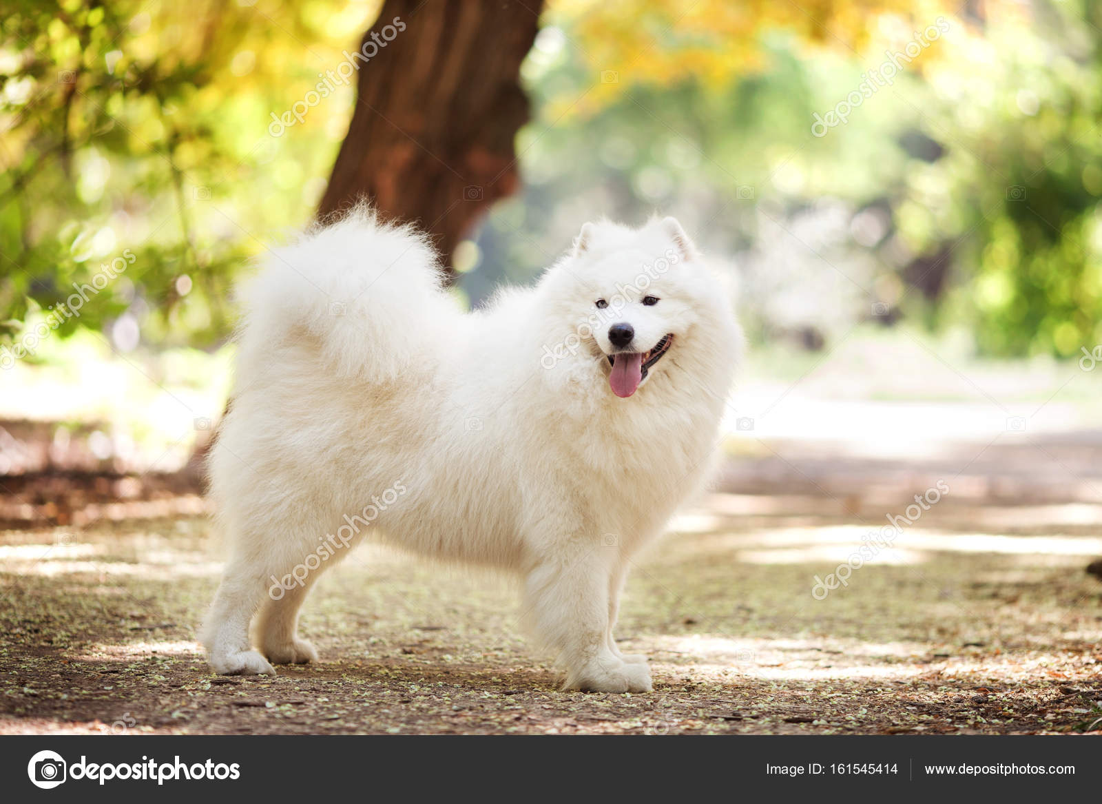 big white dog samoyed