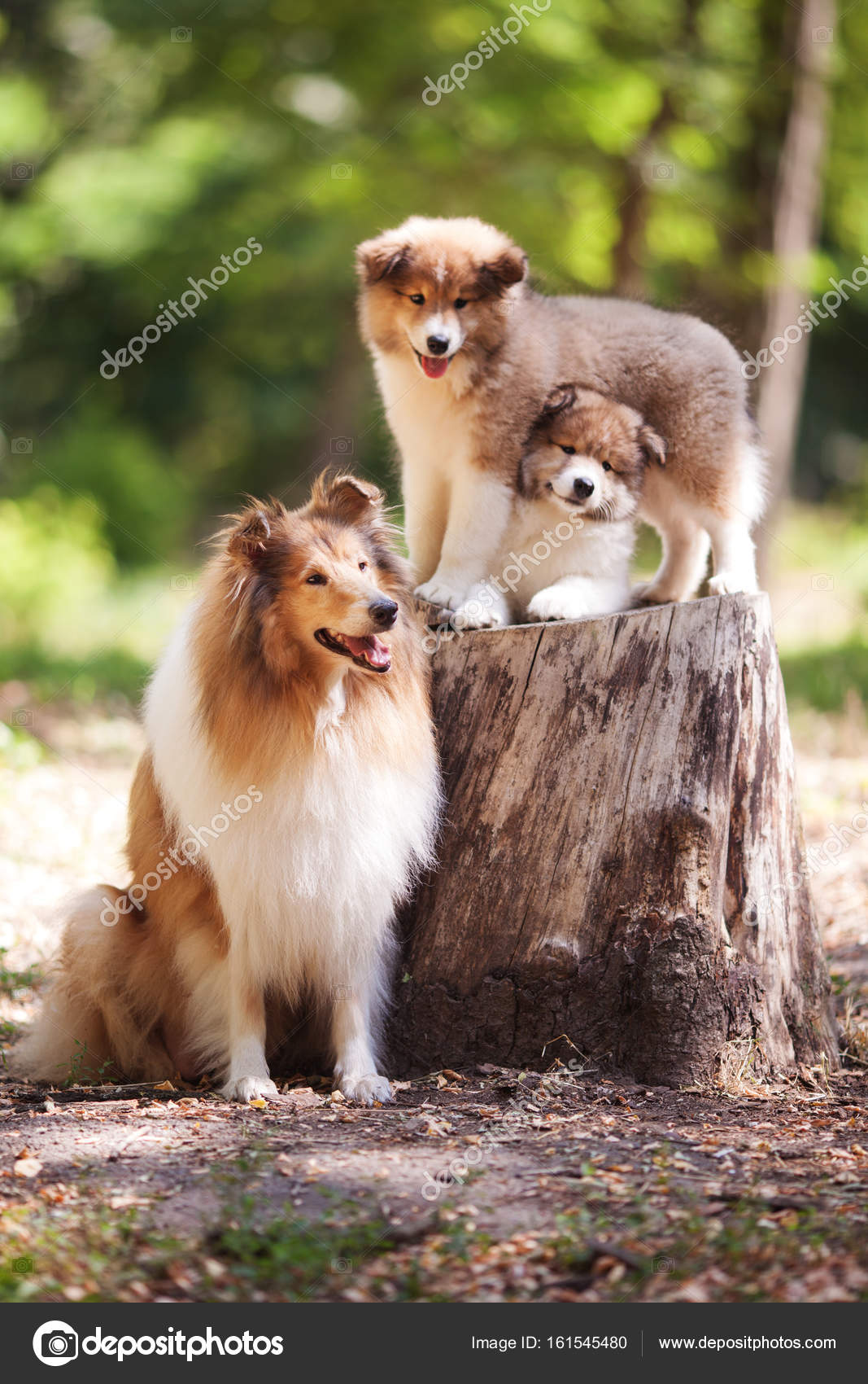 Collie Read And White Dog Family Stock Photo C Tatyanabelka