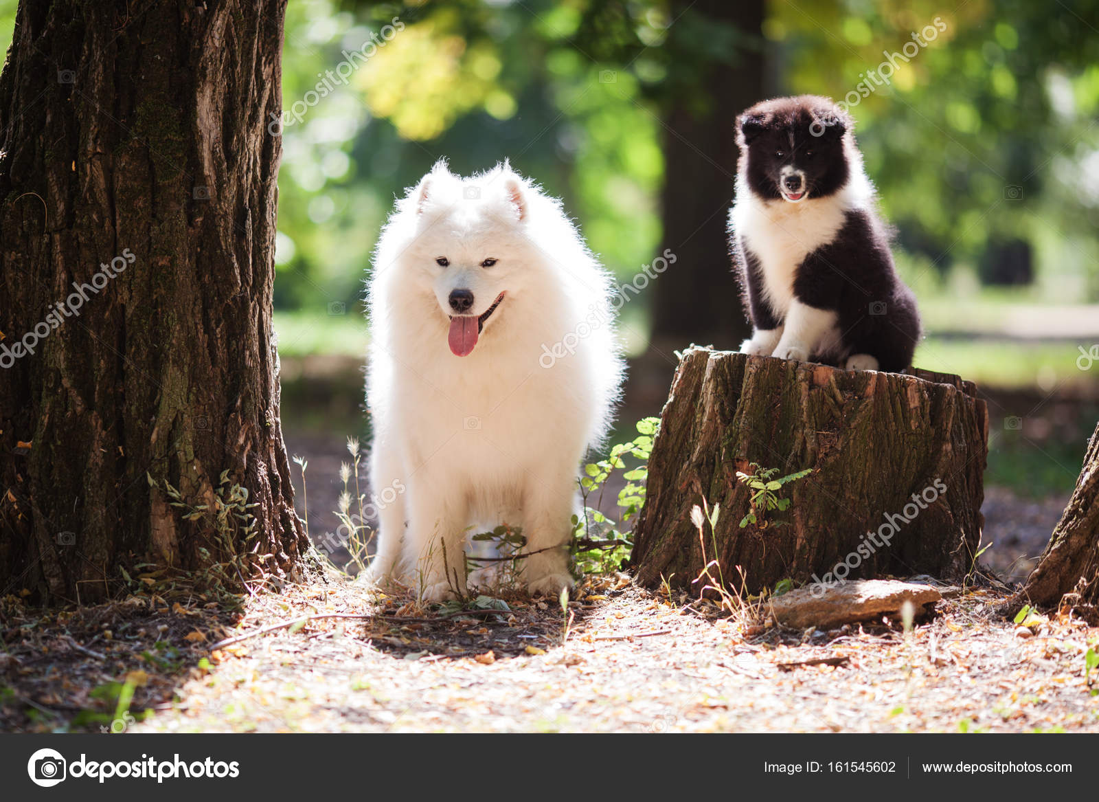 Big Fluffy White Dog With A Black And White Puppy Stock Photo C Tatyanabelka 161545602