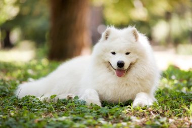Büyük beyaz samoyed köpek