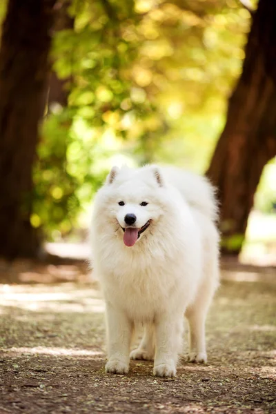 Samoyed biały piękny piesek — Zdjęcie stockowe