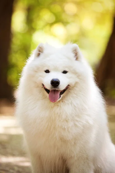 Samoyed beyaz güzel köpek — Stok fotoğraf