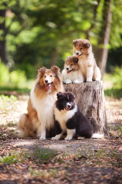 콜 리 읽기 및 흰색 강아지 가족 — 스톡 사진