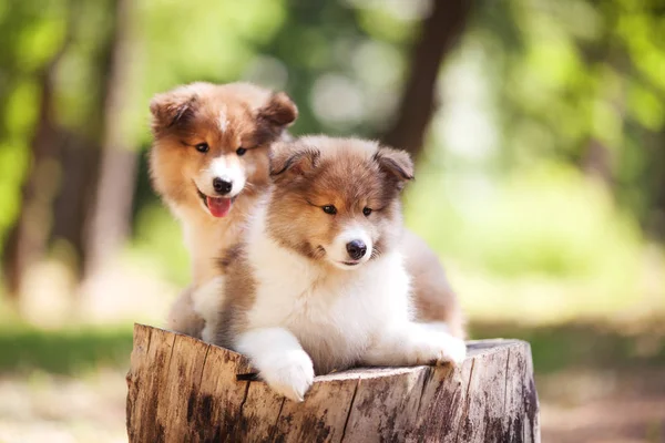 Dois cachorros vermelhos e brancos em um toco — Fotografia de Stock