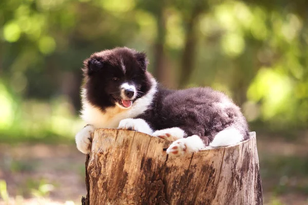 Fekete-fehér collie kiskutya — Stock Fotó