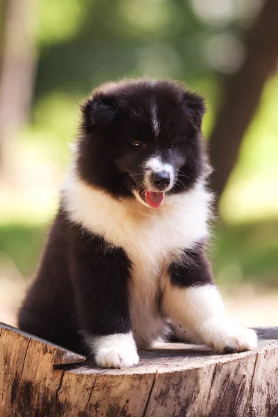 Zwart-wit collie pup — Stockfoto