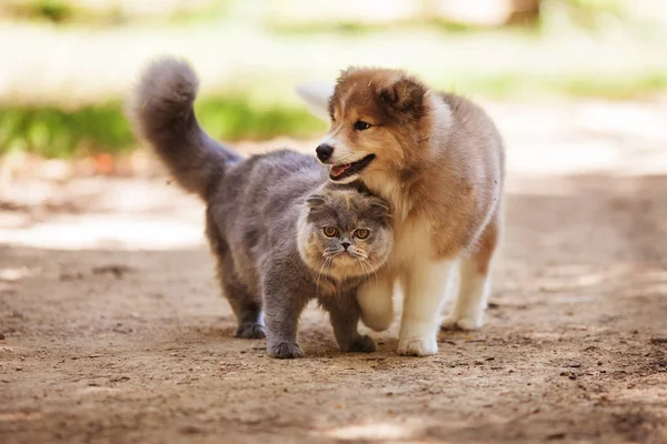 고양이 강아지의 우정 — 스톡 사진