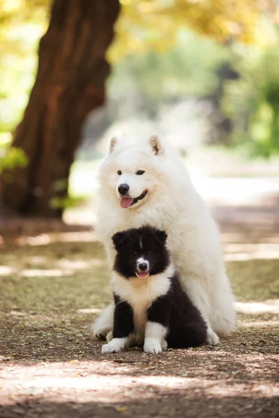 큰 백색 samoyed 개와 강아지 로열티 프리 스톡 이미지