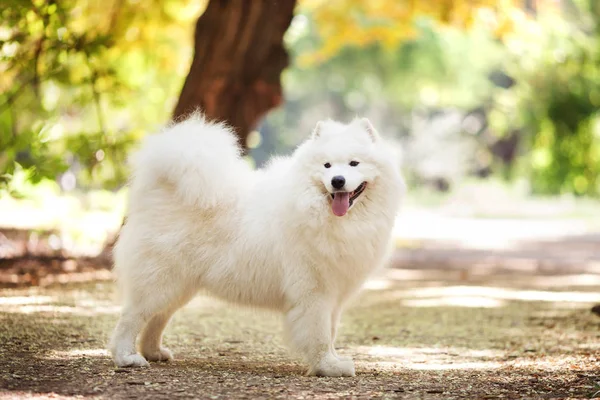 白色的萨摩耶犬 图库图片