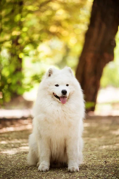 Samoyed 흰색 아름 다운 강아지 스톡 사진