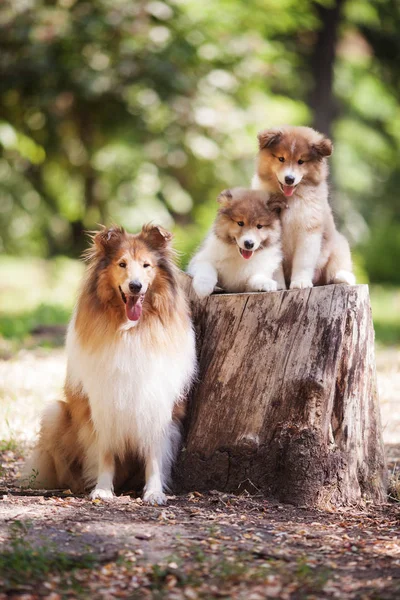 콜 리 읽기 및 흰색 강아지 가족 스톡 이미지