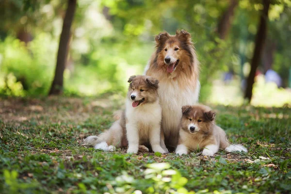 콜 리 읽기 및 흰색 강아지 가족 스톡 사진