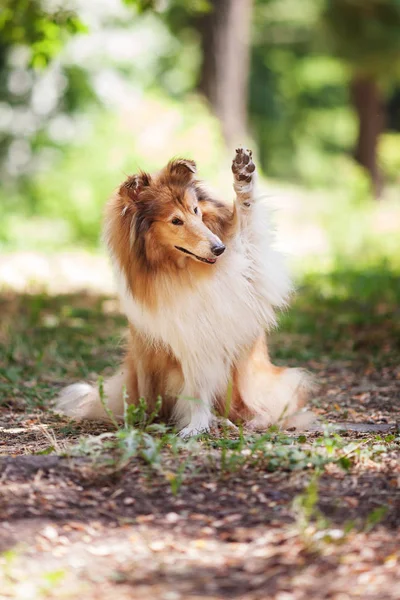 牧羊犬说你好 免版税图库图片