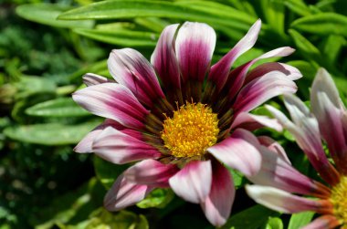 çimenlerin üzerine çiçek