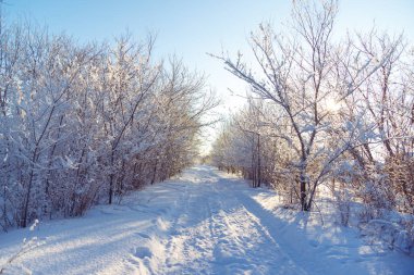 Karla kaplı ağaçlarla dolu güneşli bir günde kış yolu