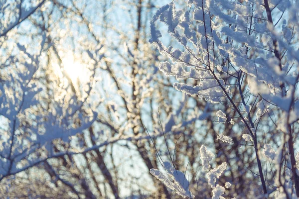 Ветви в мороз и снег зимой — стоковое фото