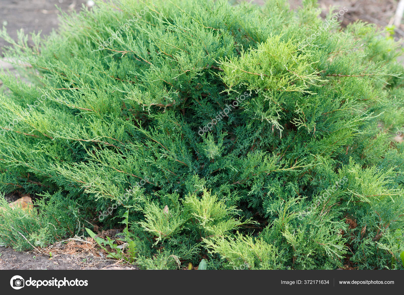 Juniperus Horizontalis Creeping Juniper Sabina Creeping Popular