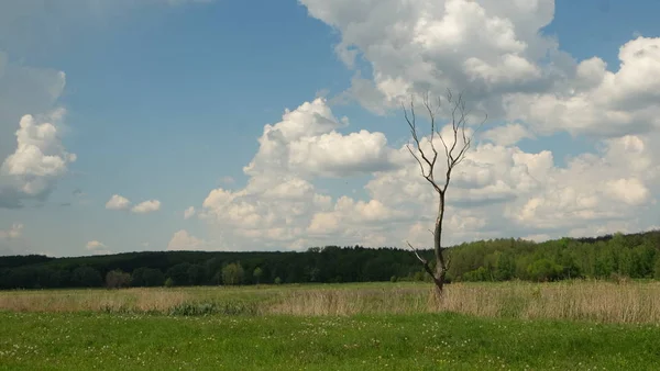Kruchik, Ukrayna yakınındaki çayır üzerinde kuru ağaç