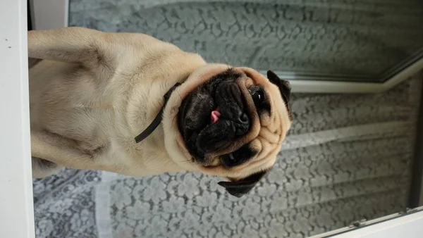 Pug Konfuciy Souriant Dans Fenêtre — Photo