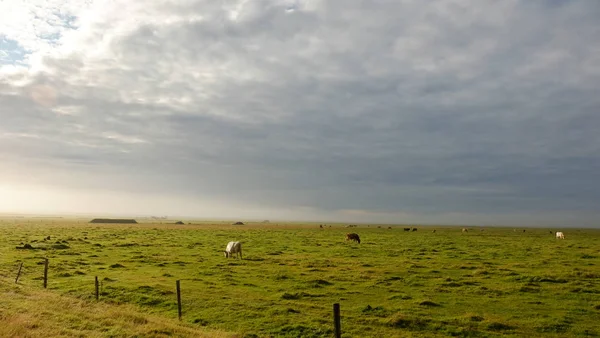 Çok mavi gökyüzü ve yeşil çimen.
