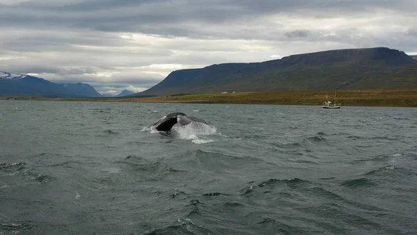 Balina balina İzlanda manzara arka planda