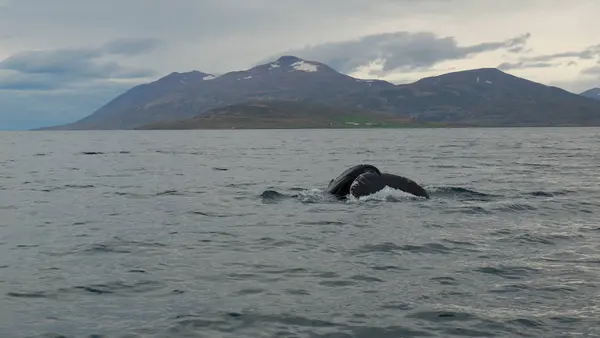 Balina balina İzlanda manzara arka planda