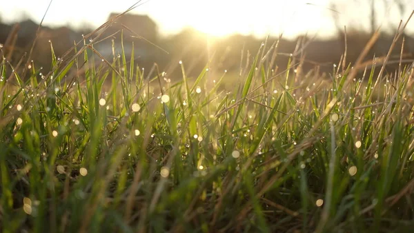 Güneş ışınlarının içinde çırpınan çimenlerin üzerinde çiy.