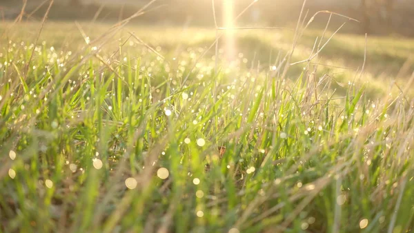 Güneş ışınlarının içinde çırpınan çimenlerin üzerinde çiy.