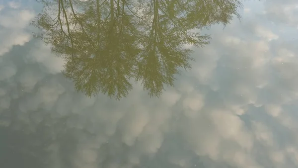 Exposição de coroas de árvores na água contra o fundo de um céu claro . — Fotografia de Stock