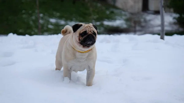 Puppy of a small dog Confuciy pug on a snowy background. — Stock Photo, Image