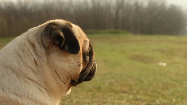Küçük köpek profilde Confuciy pug köpek yavrusu.