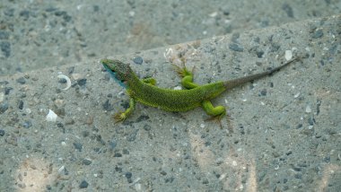 Kertenkele bir gri beton yüzeyine arka planı.