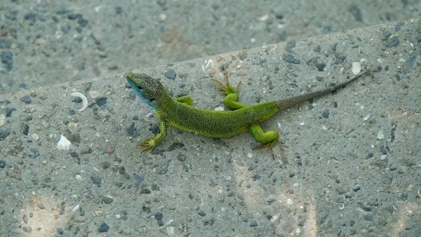 Kertenkele bir gri beton yüzeyine arka planı.