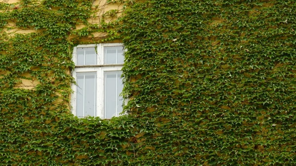 Bir ızgara ile beyaz pencere yeşil Ivy tarafından çevrilidir.