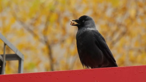 Siyah kuş alabalık bir Gaga yiyecek bir parça ile.