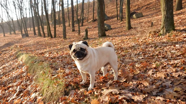 Küçük köpek pug Konfüçyüs arka plan arka ışık güneş kuru yaprakların üzerinde.