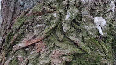 Derin bir desen ile ağaç kabuk dokusu.