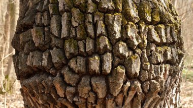 Derin bir desen ile ağaç kabuk dokusu.