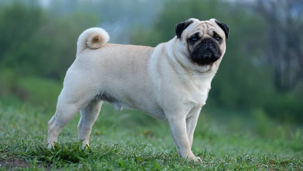 Çimenlerin üzerinde yeşil bir arka plan üzerinde bir küçük köpek pug Konfuciy duruyor.