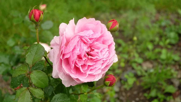 Mawar Merah Muda Ditutupi Dengan Tetes Hujan — Stok Foto