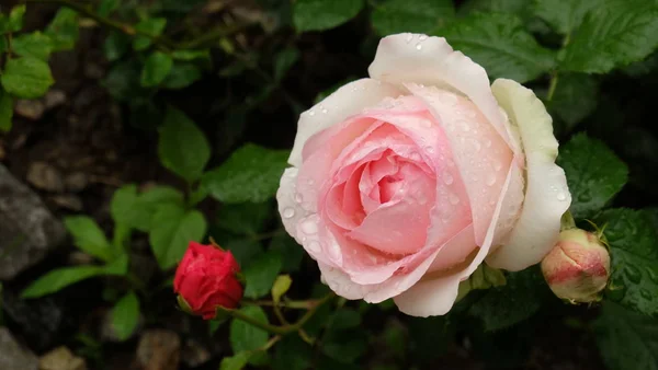 Różowa Róża Pokryte Krople Deszczu — Zdjęcie stockowe