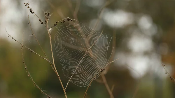 Dérive Sur Herbe Sèche — Photo