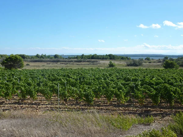 France Occitanie Aude Gruissan — Stock Photo, Image