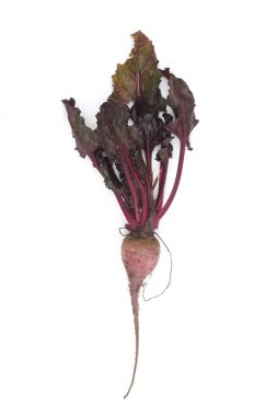 Pancar (Beta vulgaris)