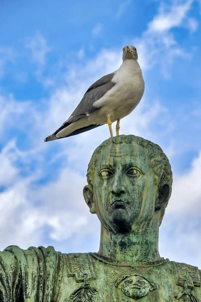 Seagull — Stock Photo, Image