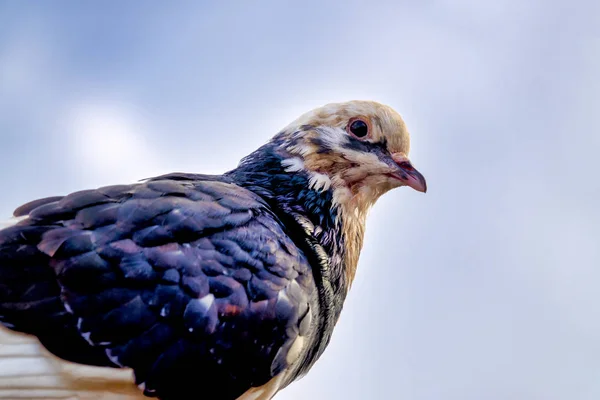 Taubenporträt — Stockfoto