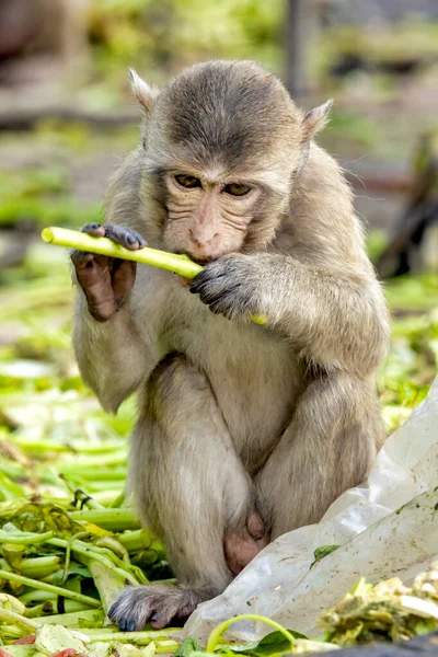 Macaco Come Cangrejos Macaca Fascicularis Entorno Urbano — Foto de Stock